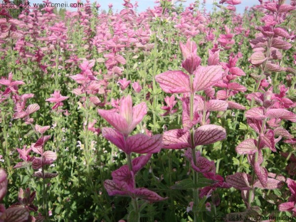 鼠尾草種子發(fā)芽出苗開花圖片