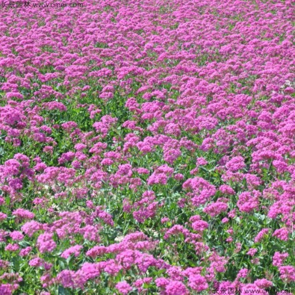 高雪輪種子發(fā)芽出苗開花圖片