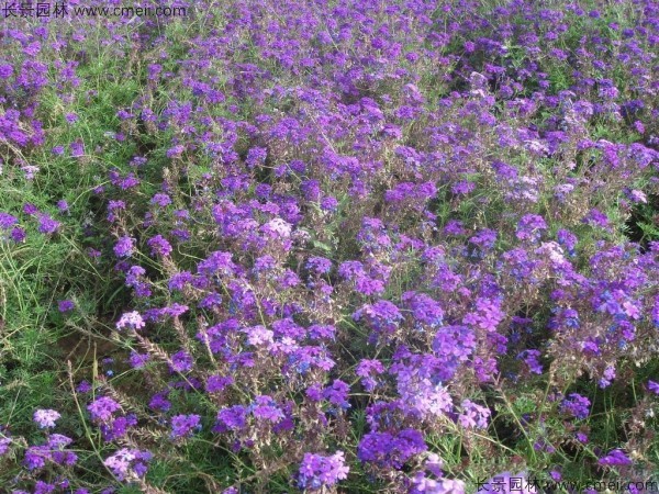 蜂室花種子發(fā)芽出苗開花圖片