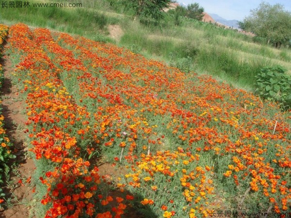 花菱草種子發(fā)芽出苗開花圖片