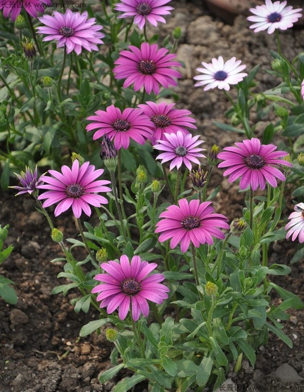 非洲萬(wàn)壽菊種子發(fā)芽出苗開(kāi)花圖片