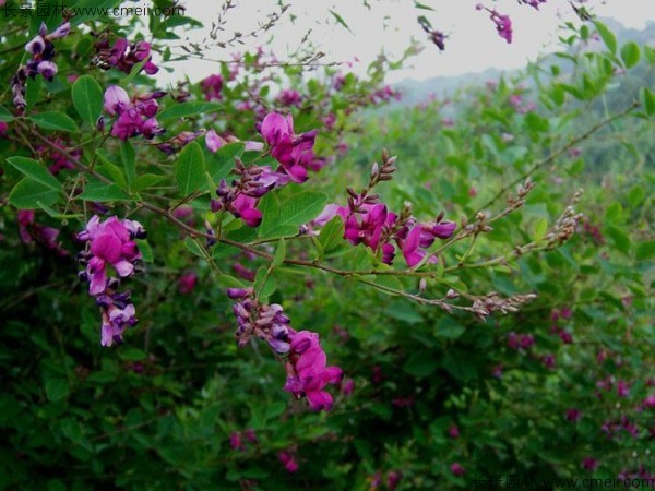 胡枝子種子發(fā)芽出苗開花圖片