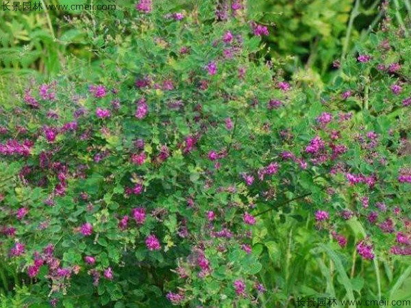 胡枝子種子發(fā)芽出苗開花圖片