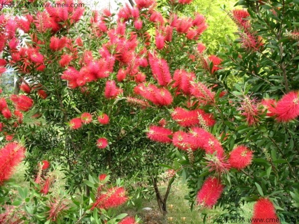 紅千層種子發(fā)芽出苗開花圖片