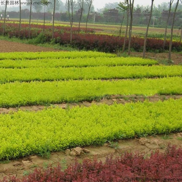 金葉女貞種子發(fā)芽出苗圖片