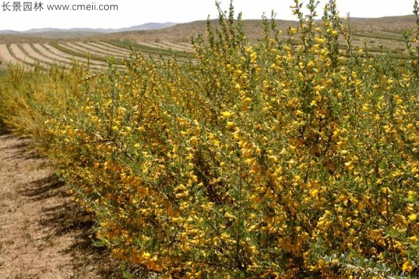 錦雞兒種子發(fā)芽出苗開(kāi)花圖片