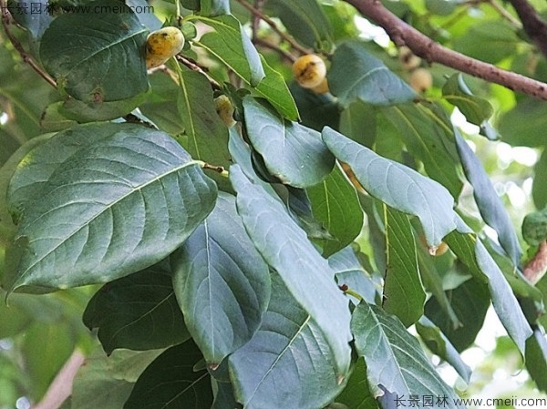 軟棗種子發(fā)芽出苗圖片