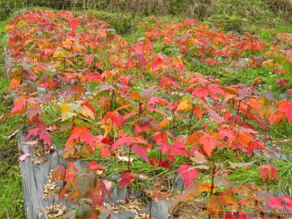 紅楓種子發(fā)芽出苗圖片