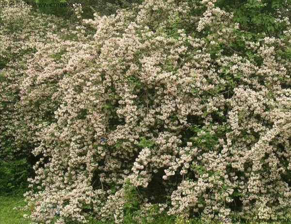 猬實種子發(fā)芽出苗開花圖片