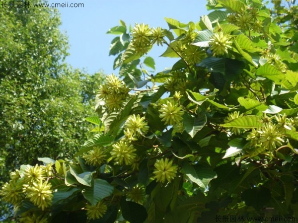 喜樹(shù)種子發(fā)芽出苗圖片