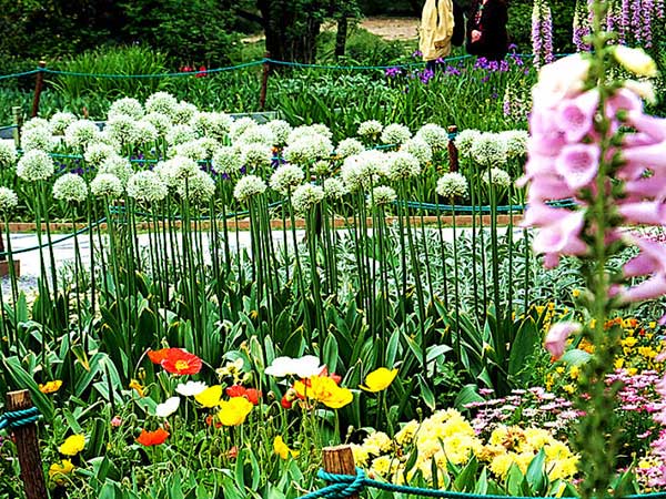 大絨球種子發(fā)芽出苗開花圖片