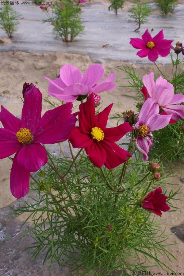 格桑花種子發(fā)芽出苗開(kāi)花圖片