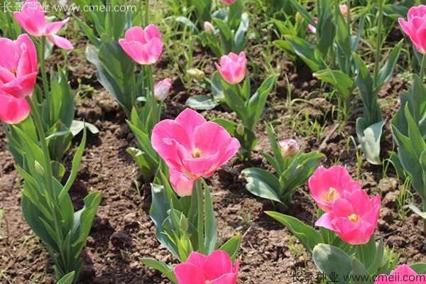 郁金香開花圖片