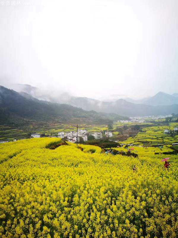 黃色花海油菜花田景觀鄉(xiāng)村旅游