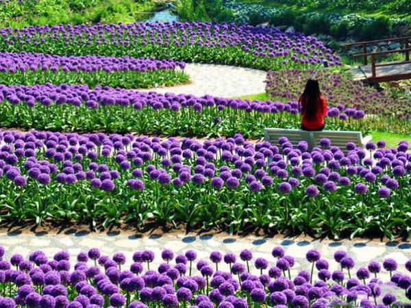 大花蔥開花花海景觀