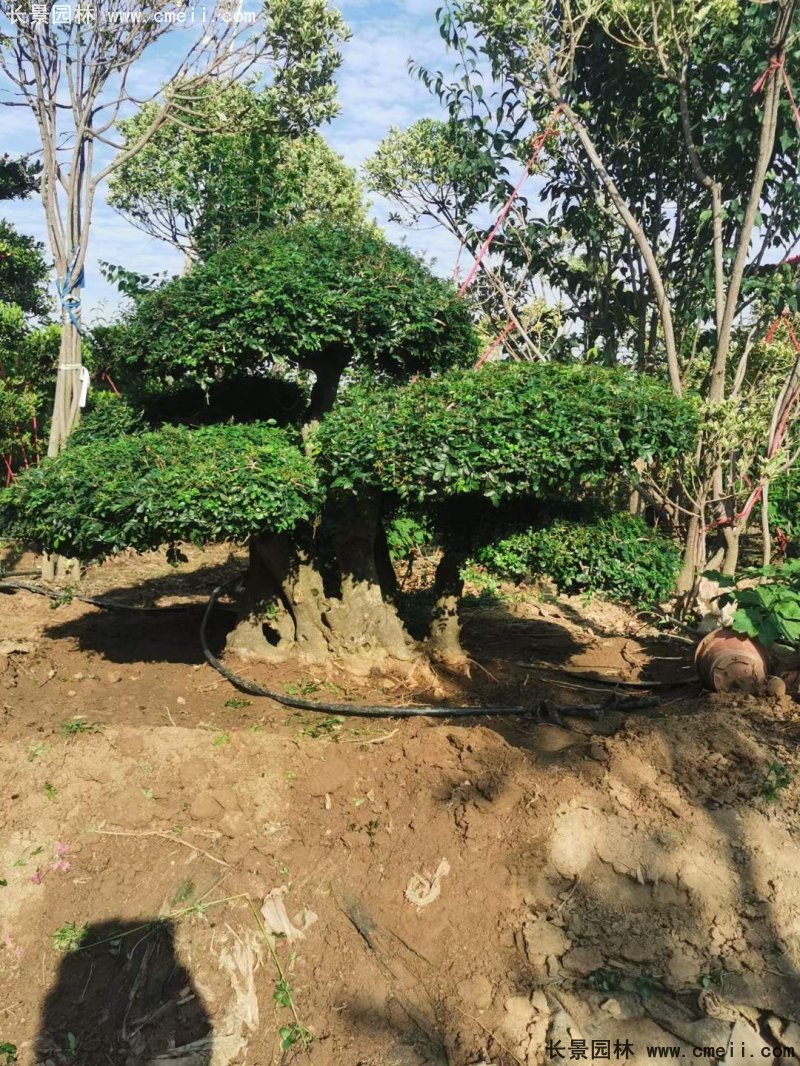 對節(jié)白蠟造型盆景地景