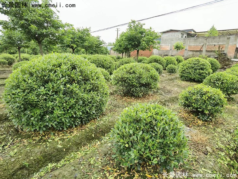 海桐球苗圃批發(fā)種植基地長景園林