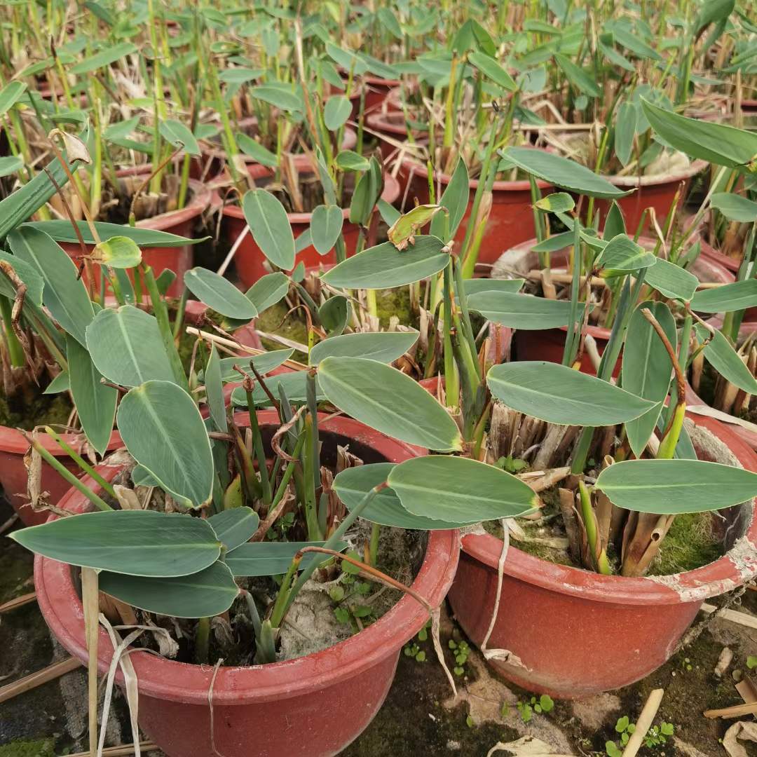 水生植物再力花袋苗盆栽容器苗