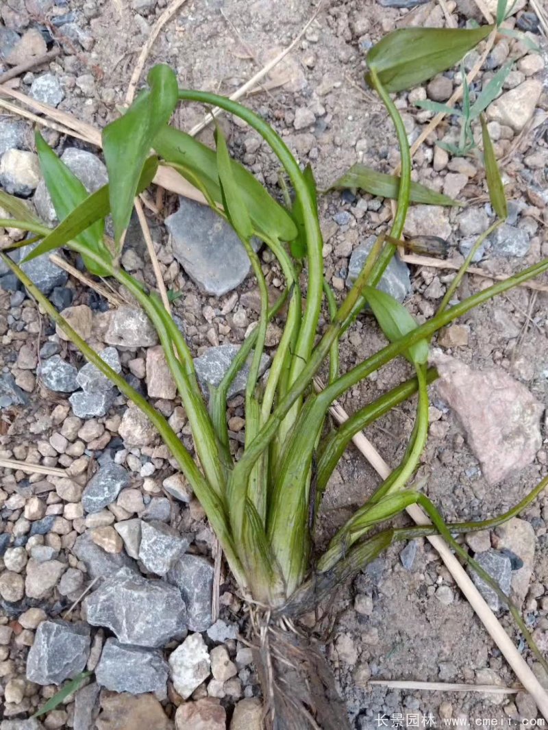 水生濕地植物梭魚草