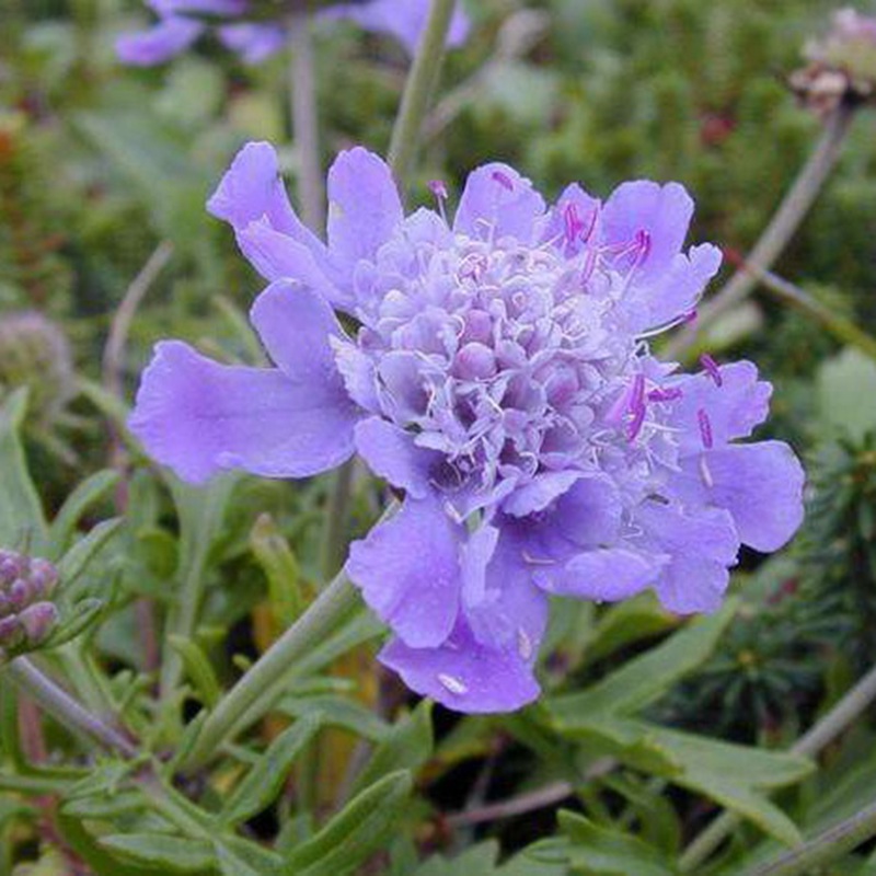 輪峰菊的形態(tài)特征、生長習性及種植方法