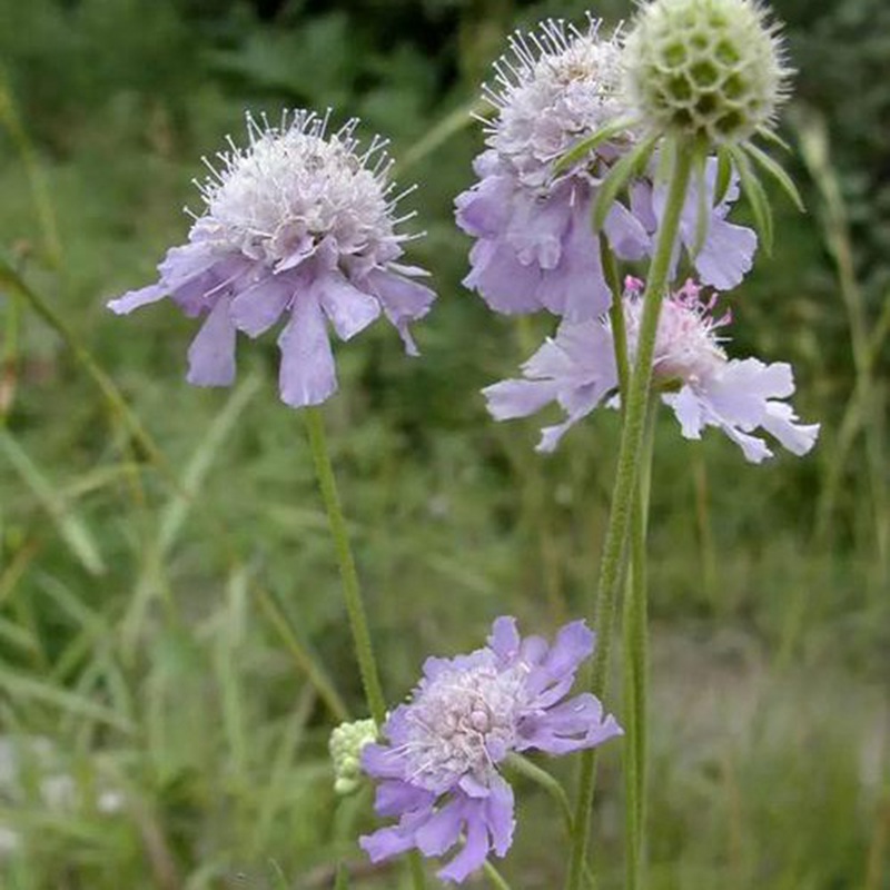 輪峰菊的形態(tài)特征、生長習性及種植方法